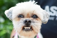 angry dog
